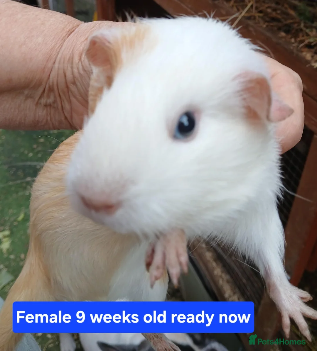 Guinea Pig rodents for sale: Guinea pigs  - Advert 5
