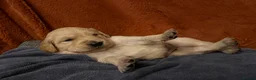 Golden Retriever dogs for sale: KC Golden retriever pups, fame & champion lines - Advert 26