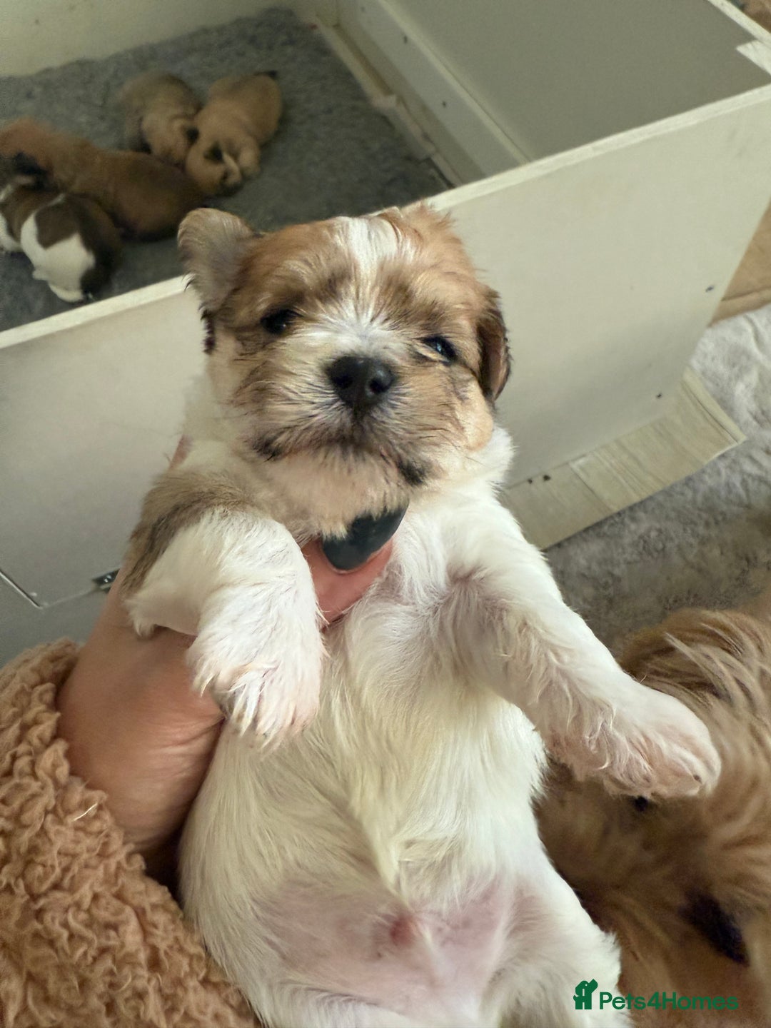 Mixed Breed dogs for sale: Absolutely gorgeous lhatese puppies - Advert 12