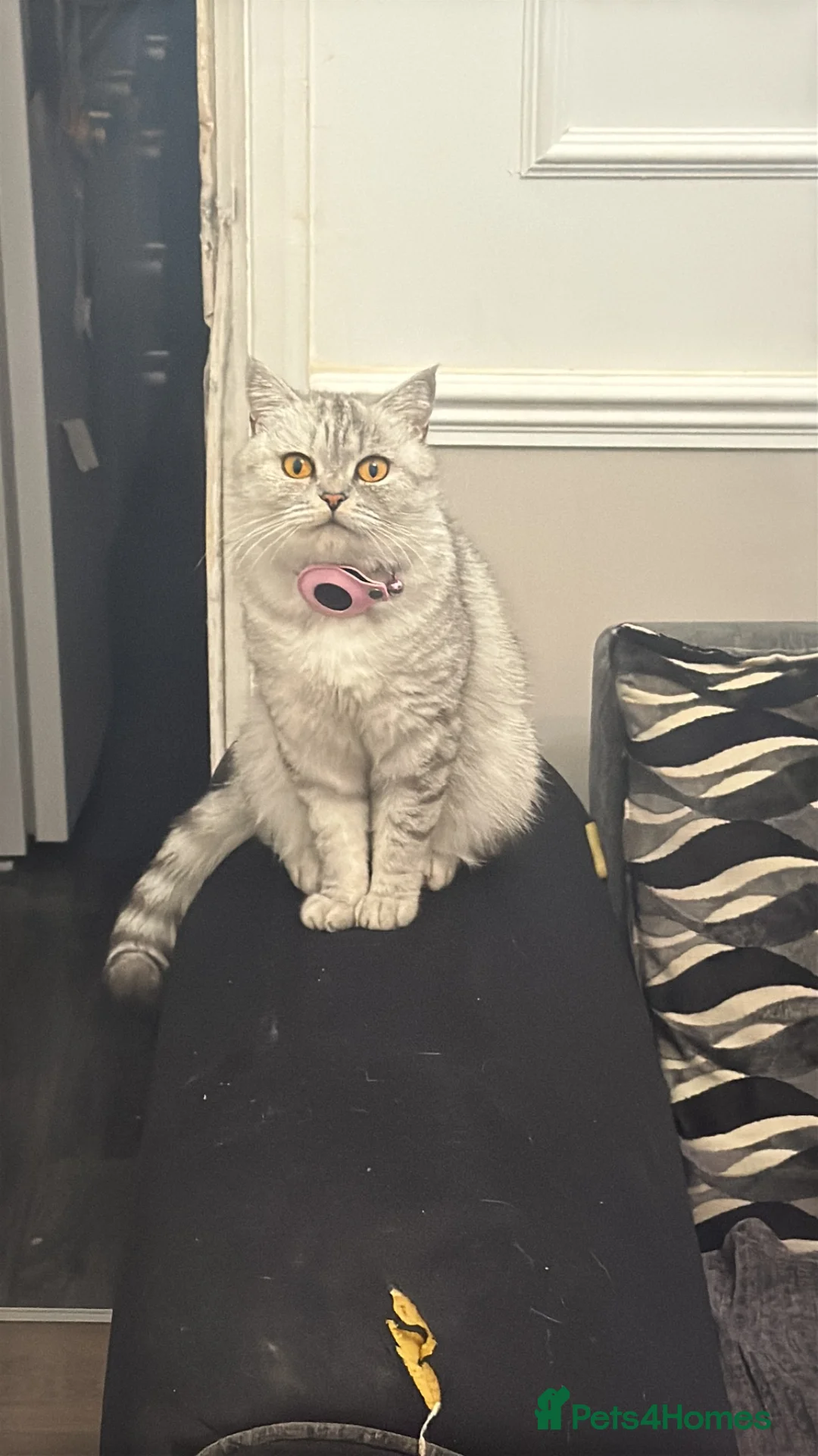 British Shorthair cats for sale: Miss Stormie  in Birmingham - Advert 2