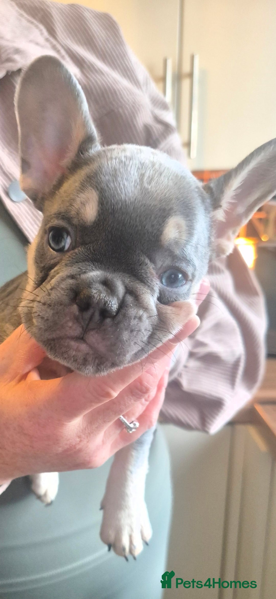 French Bulldog dogs for sale: Ready 16th  - Advert 2