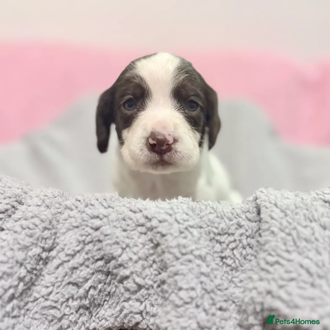 Springador dogs for sale: Beautiful Springador Puppies – 4 Weeks Old  - Advert 5