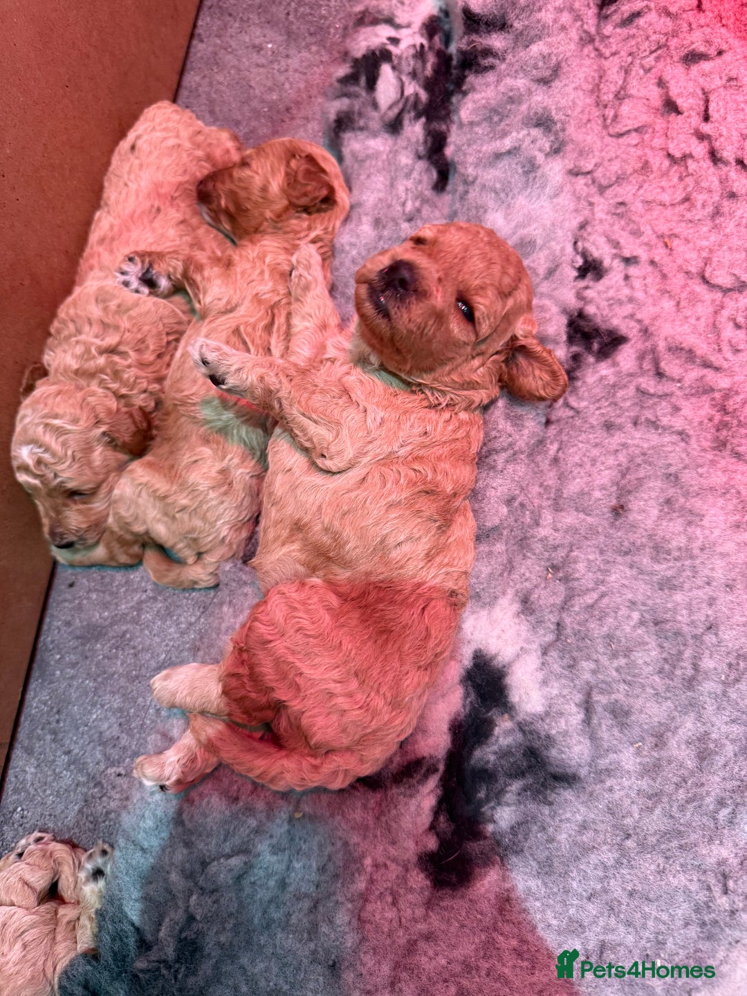 Miniature Poodle dogs for sale: Miniature poodle puppies ready now  - Image 22