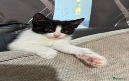 British Shorthair cats for sale: Kittens British short hair  - Image 5