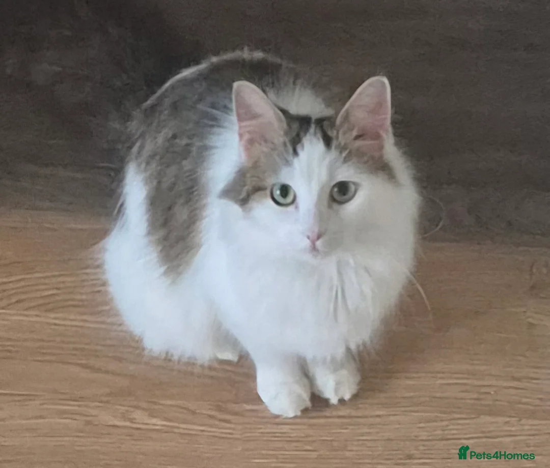 Mixed Breed cats for sale: Kittens ready for their new family - Advert 12