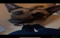 Mixed Breed dogs for sale: Gorgeous Max the German Shepherd  - Image 2