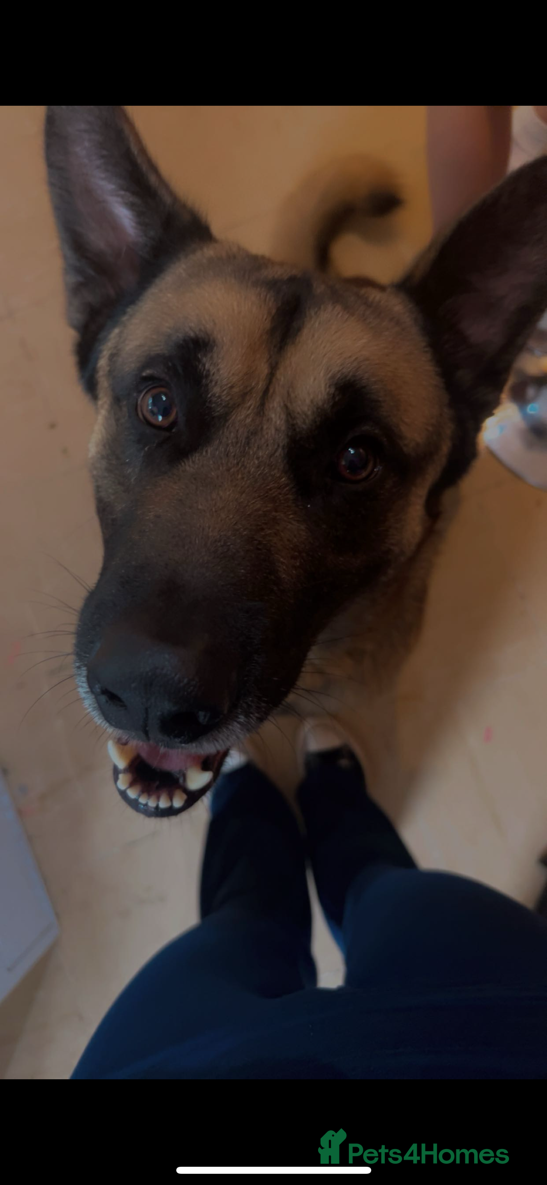Mixed Breed dogs for sale: Gorgeous Max the German Shepherd  - Image 2