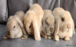 Mini Lop rabbits for sale: 🐰Beautiful mixed litter of Plush x Mini Lop kits - Image 3