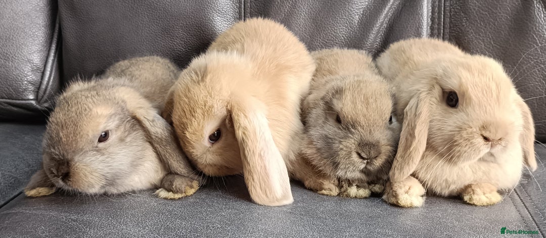 Mini Lop rabbits for sale: 🐰Beautiful mixed litter of Plush x Mini Lop kits - Image 3