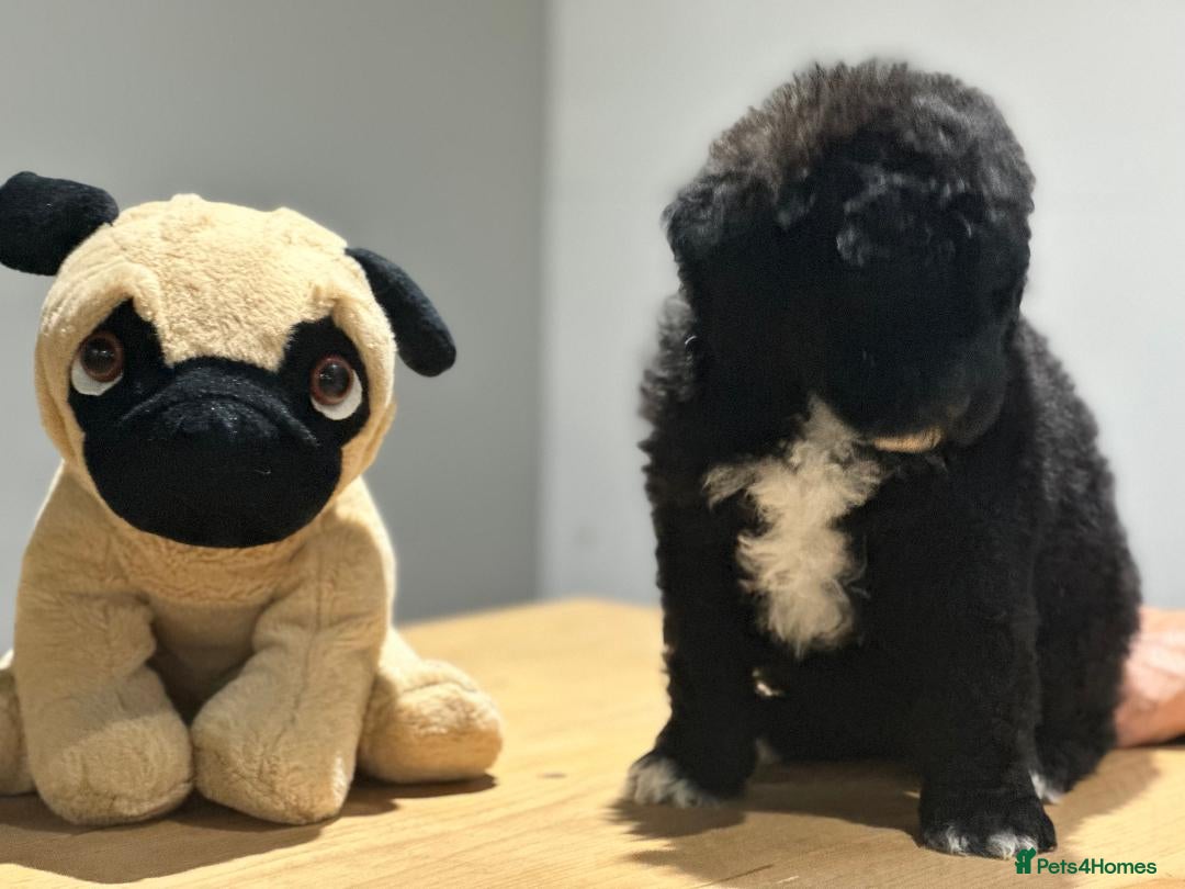 Mixed Breed dogs for sale: F1B SAINTBERNADOODLE BOYS AND GIRLS - Image 11