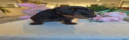 Miniature Dachshund dogs for sale: Beautiful Miniature Dachshund Ready to leave!♥️💙 - Advert 26
