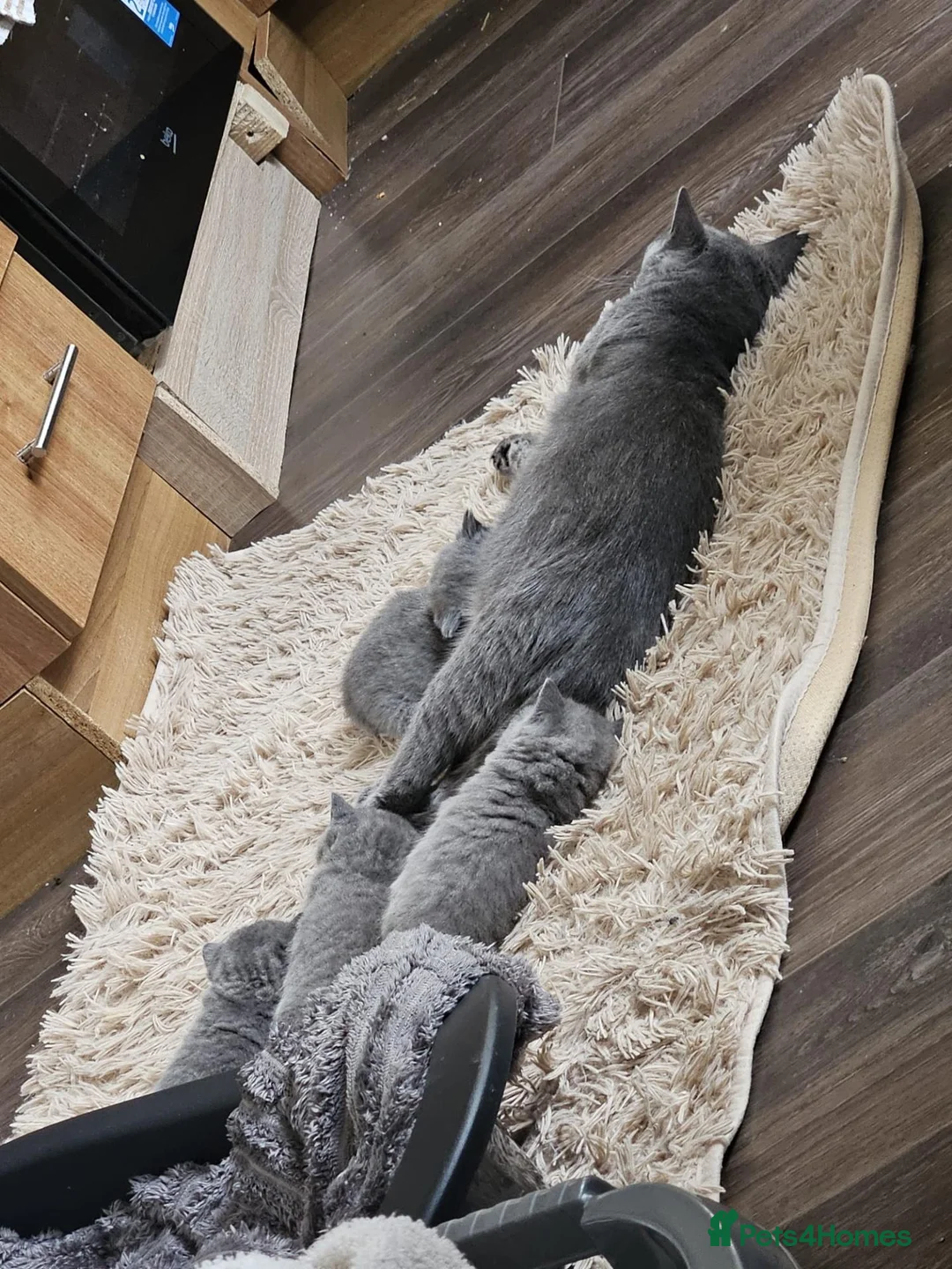 British Shorthair cats for sale: British Shorthair Kittens  in Llanelli - Advert 1