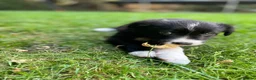 Border Collie dogs for stud: Pure breed Blue merle border collie for stud only - Advert 13