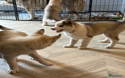 Siberian Husky dogs for sale: Siberian husky - Image 17