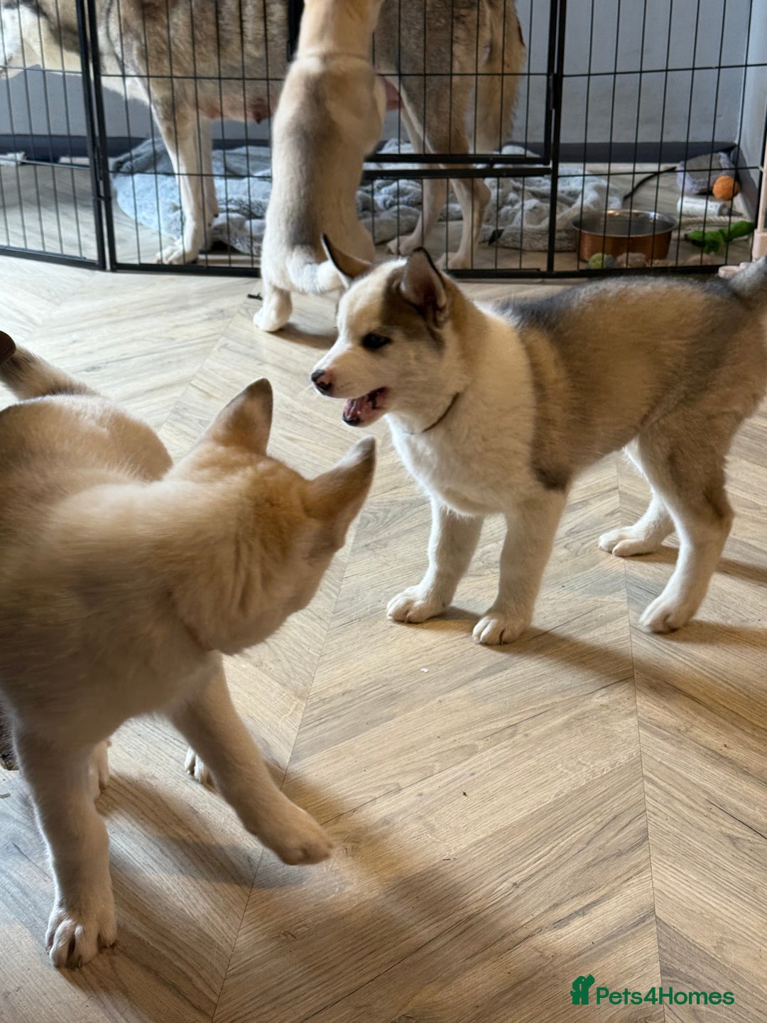 Siberian Husky dogs for sale: Siberian husky - Image 17