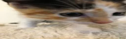 Mixed Breed cats for sale: Adorable kittens 🐾 🐈🐈‍⬛ - Advert 3