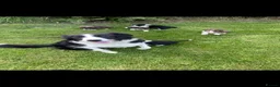 Border Collie dogs for sale: Border collies  - Advert 3