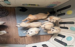 Golden Retriever dogs for sale: Beautiful April Fools Day Golden Retriever Puppies - Image 12