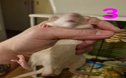 Rat rodents for sale: 9 gorgeous Male Rats - Image 10