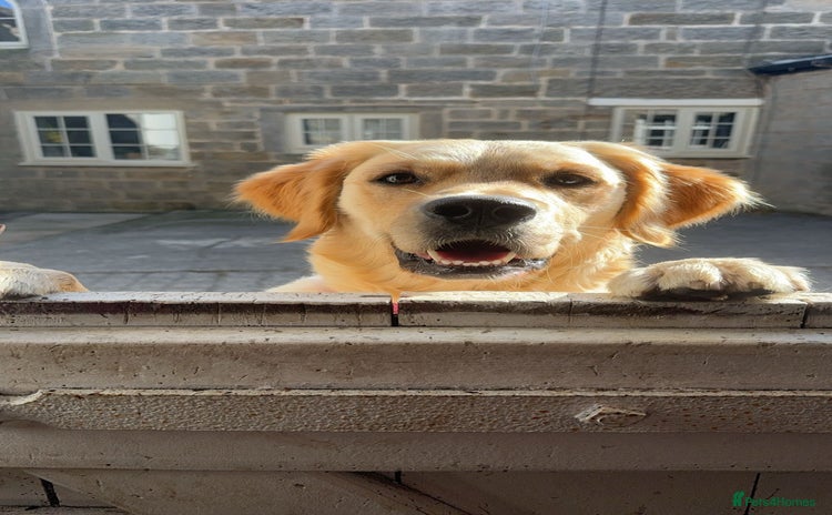 Golden Retriever dogs - Advert 2