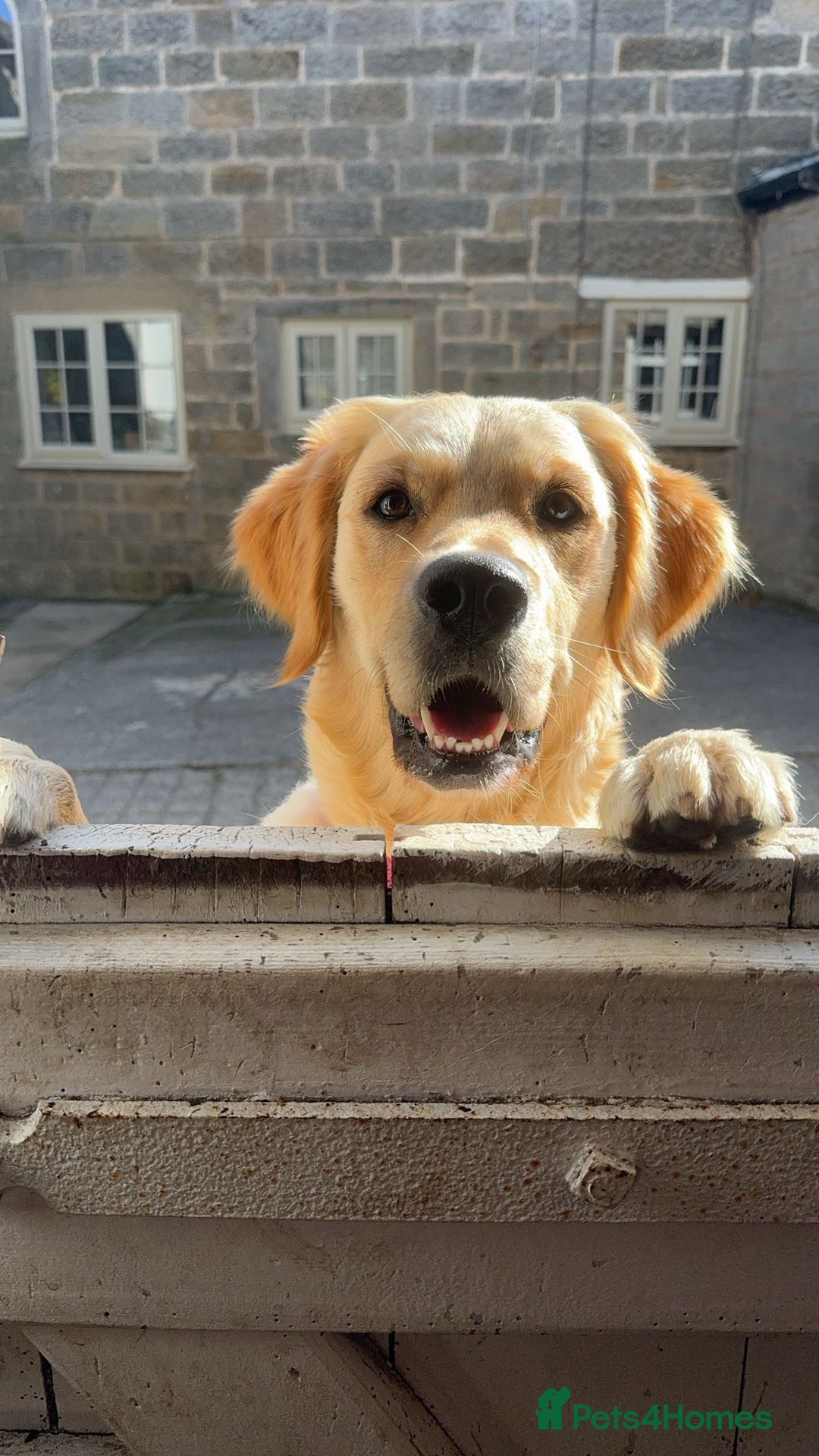 Golden Retriever dogs for sale: 4 stunning golden retriever puppies for sale - Image 1