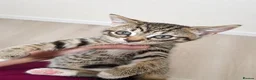 Mixed Breed cats for sale: Kitten in Bradford - Advert 1