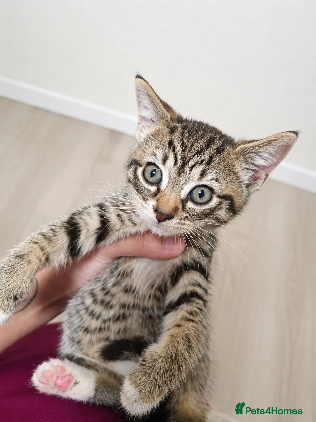 Mixed Breed cats for sale: Kitten in Bradford - Advert 1
