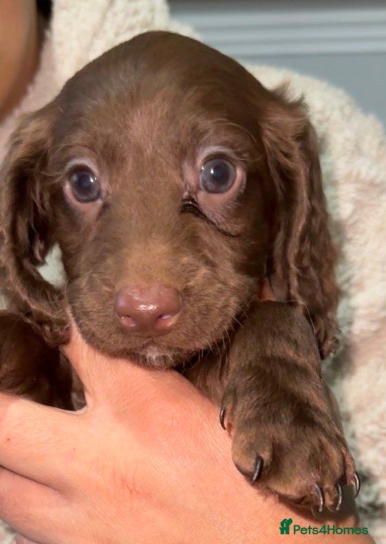 Cockapoo dogs Cockapoo Puppies  - Advert 3