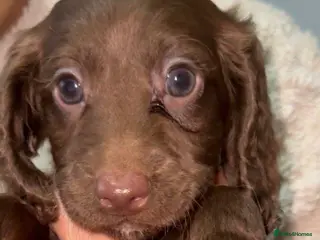 Cockapoo dogs Cockapoo Puppies - Advert 3