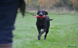 Labrador Retriever dogs for sale: Ready to leave 23rd Nov - Advert 7