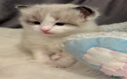 Ragdoll cats for sale: Beautiful two GCCF kittens. Blue Bicolour Ragdolls - Image 9
