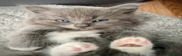 Mixed Breed cats for sale: Ragdoll mix mother 4 kittens - Advert 6