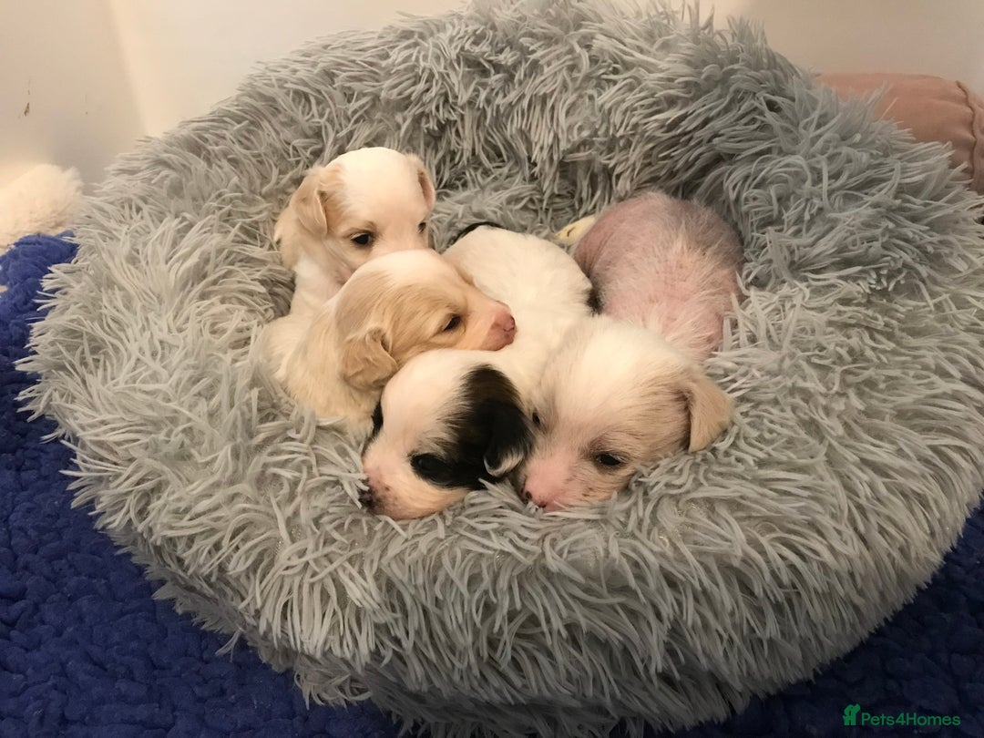 Chinese Crested dogs for sale: Chinese Crested puppies - Advert 22