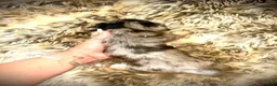 Mixed Breed dogs for sale: 5 beautiful Mauxie for sale  - Advert 21