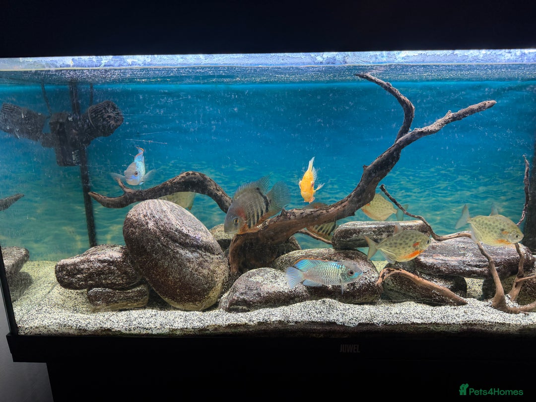 Cichlids fish for sale: Juwel 180 aquarium setup with cichlids  - Advert 4