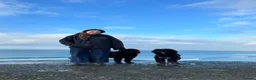 Portuguese Water Dog dogs for sale: Pure Unique Portuguese Water  Dogs  in Redruth - Advert 17