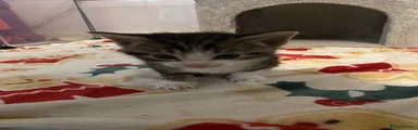 Domestic Shorthair 2
