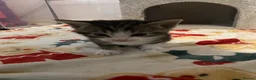 Domestic Shorthair cats for sale: 3 boy kittens for sale in Sherborne - Advert 4