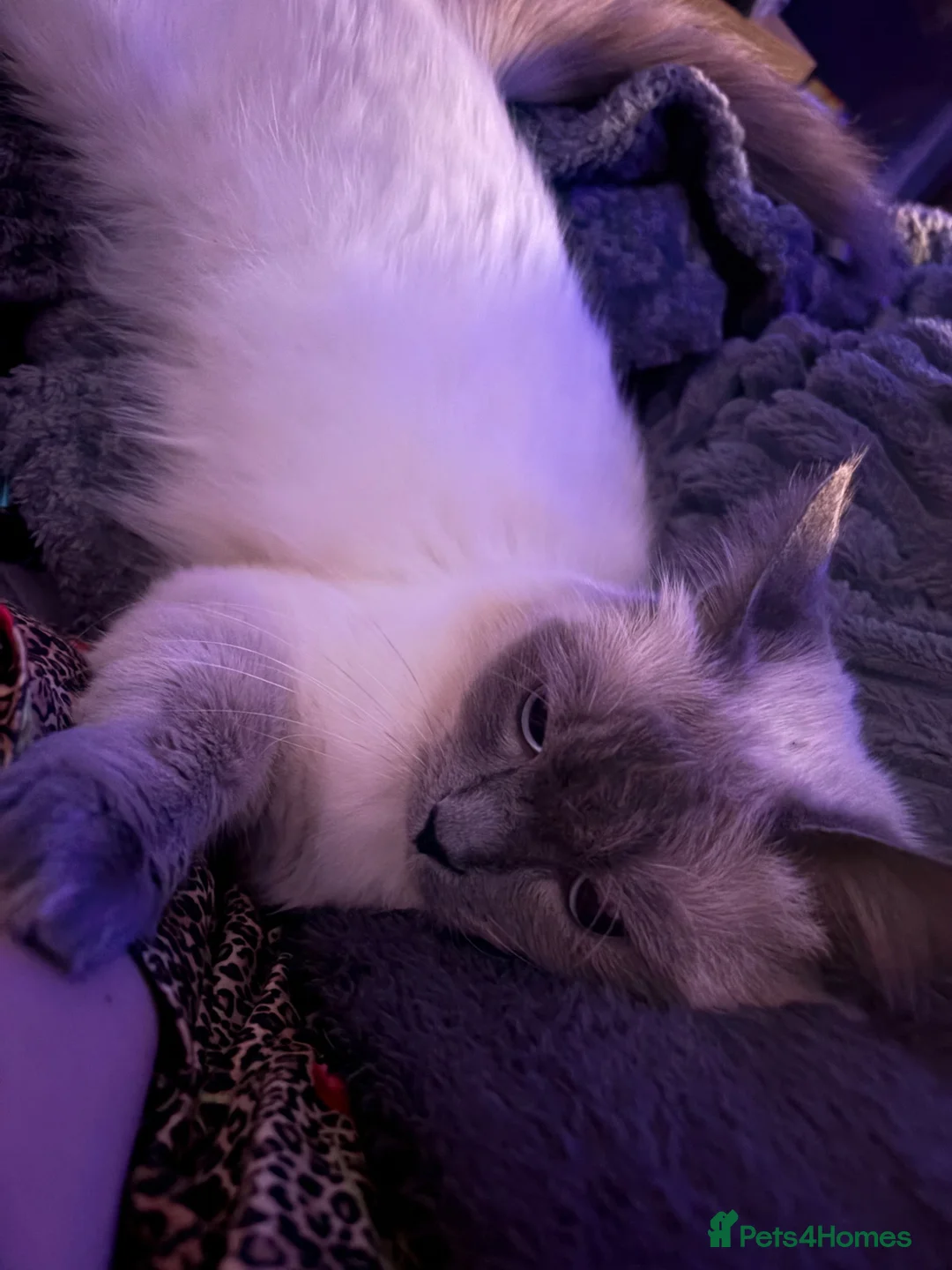 Ragdoll cats for sale: Boy Ragdoll - 1.5 years old  in Bolton - Advert 3