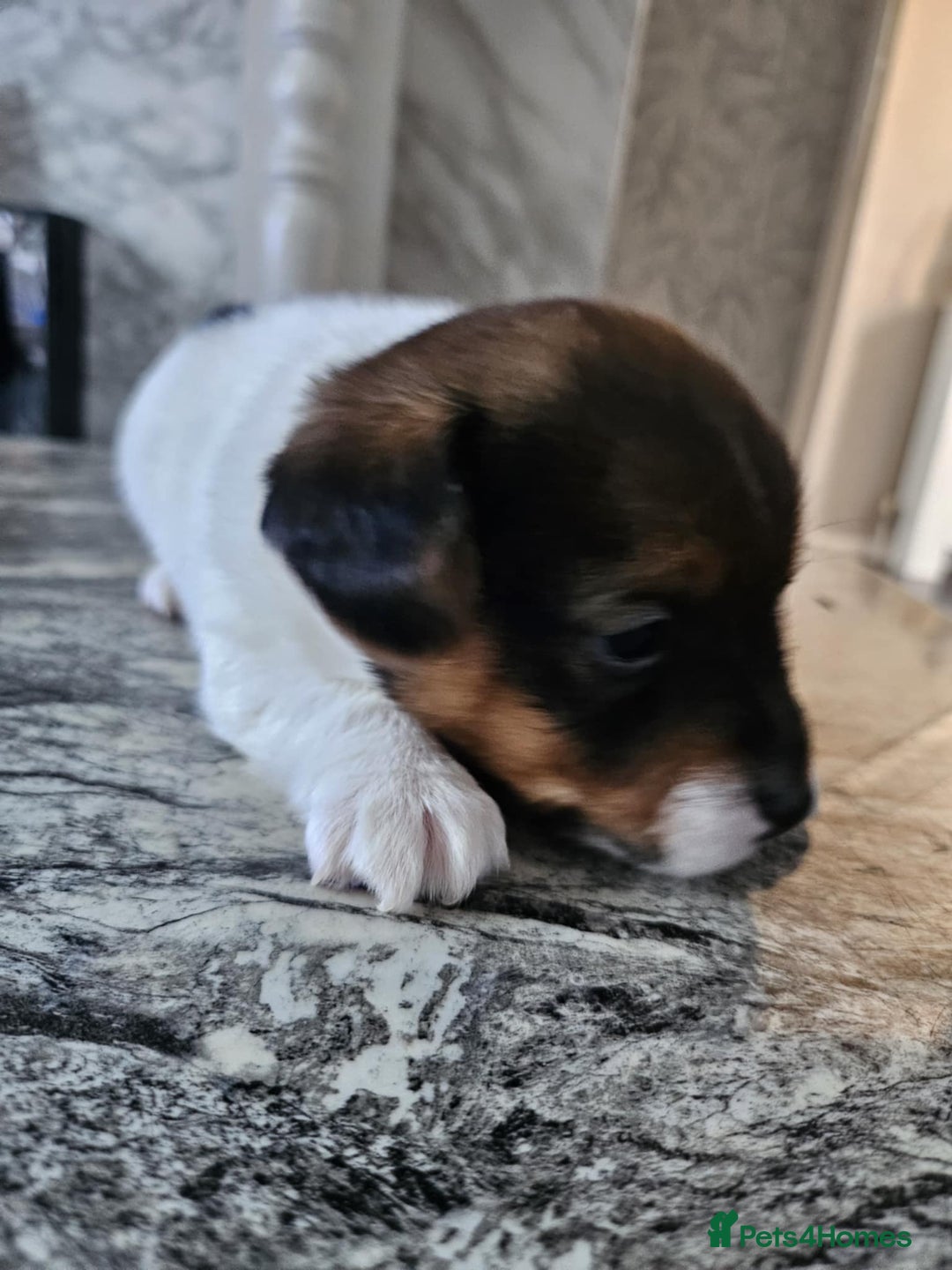 Jack Russell dogs for sale: Full pedigree jack russle pups  - Advert 16