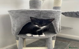 Mixed Breed cats for sale: READY NOW 2 Half-Ragdoll Kittens LEFT ❤️ REDUCED - Image 6