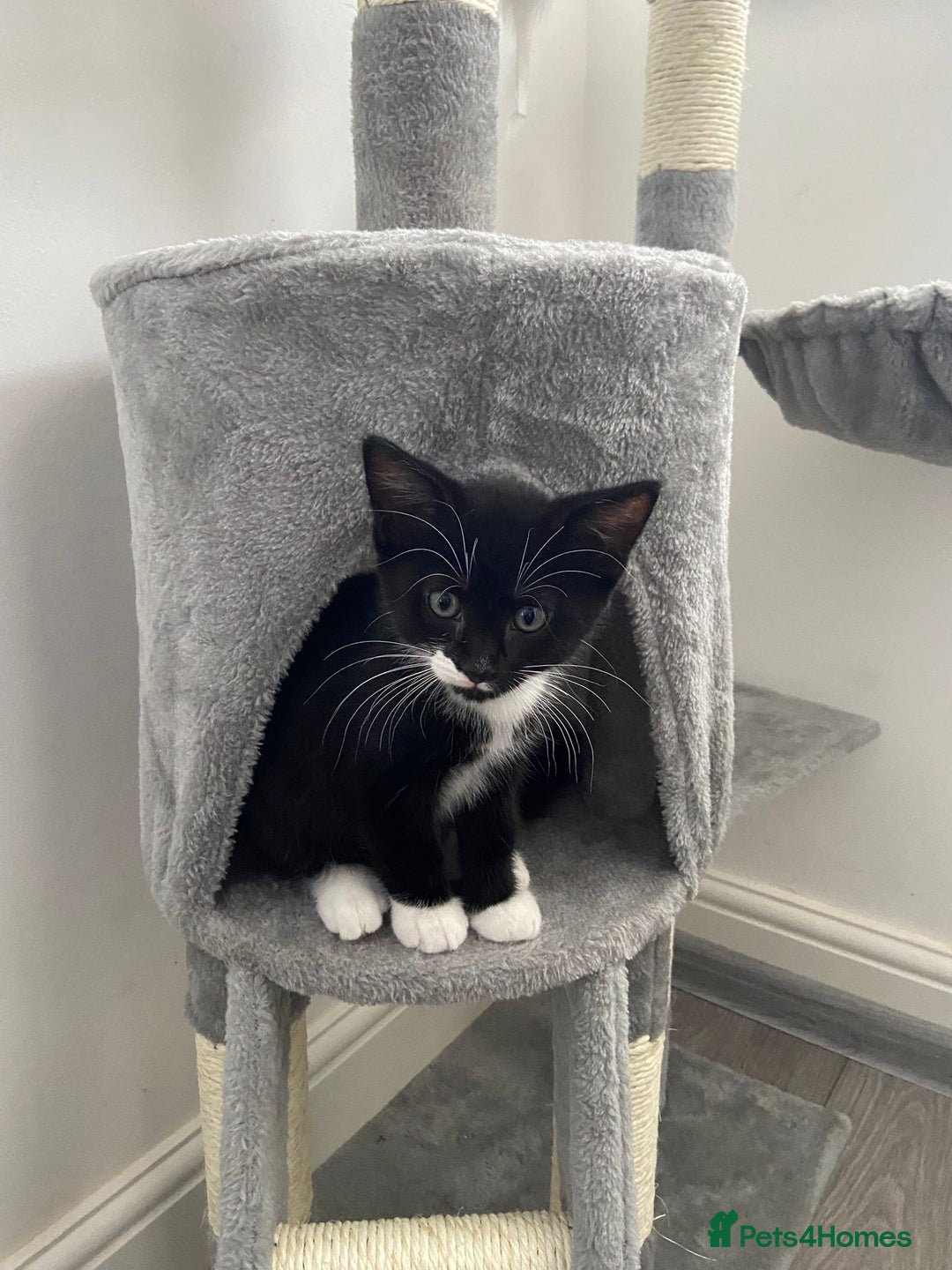 Mixed Breed cats for sale: READY NOW 2 Half-Ragdoll Kittens LEFT ❤️ REDUCED - Image 6