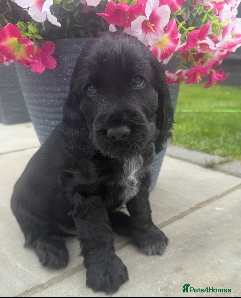 Cocker Spaniel dogs Stunning show cocker spaniels - Advert 2