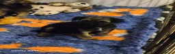 Border Terrier dogs for sale: Stunning border terrier puppys  - Advert 12