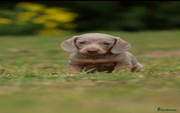 Miniature Dachshund dogs for sale: Miniature Dachshund Puppies  - Image 6
