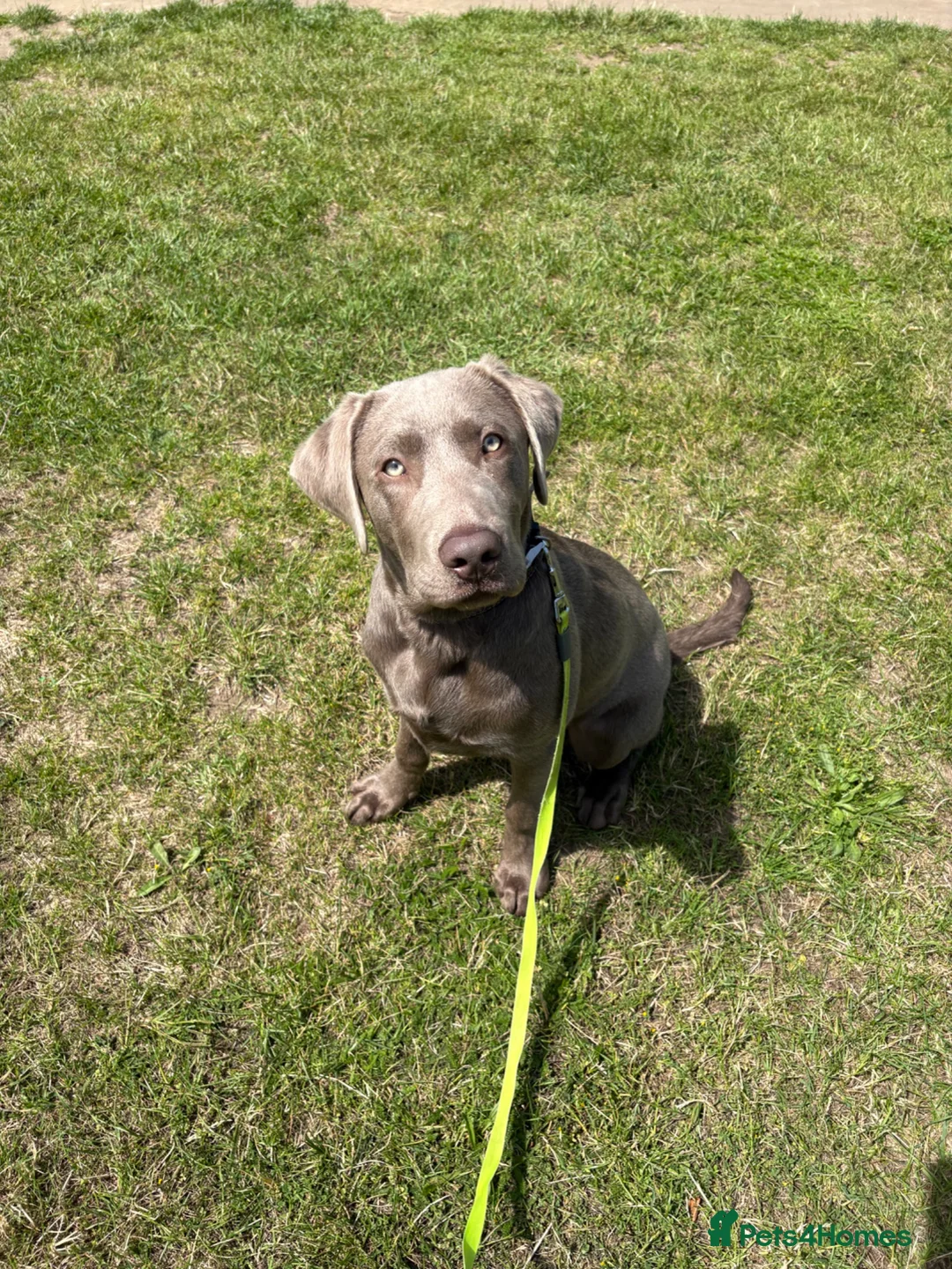 Labrador Retriever dogs for sale: Sliver Labrador.  in London - Advert 2