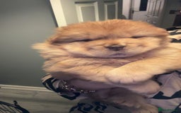 Chow Chow dogs for sale: Merle Chow Chow puppies  - Advert 2