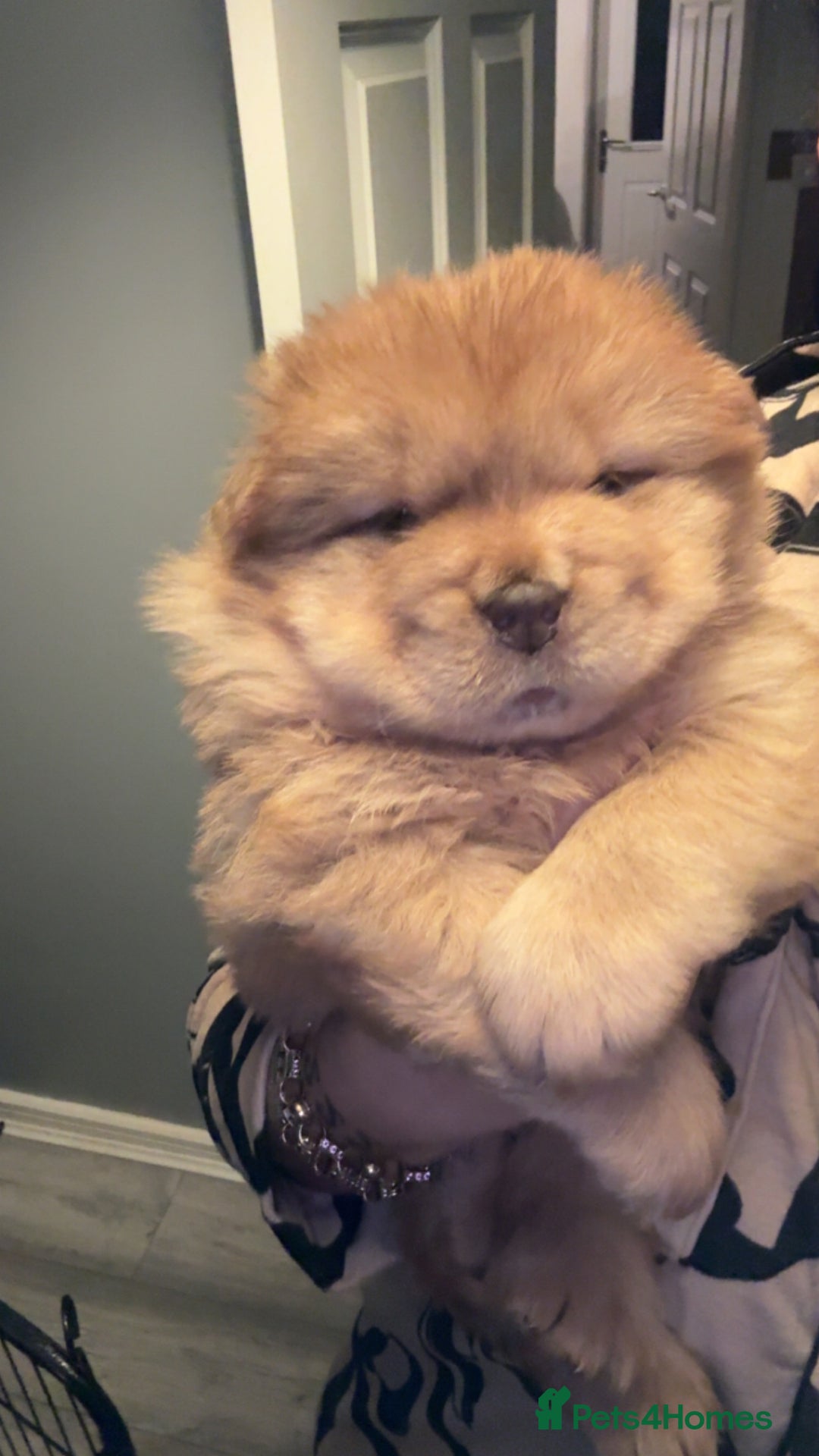 Chow Chow dogs for sale: Merle Chow Chow puppies  - Advert 2