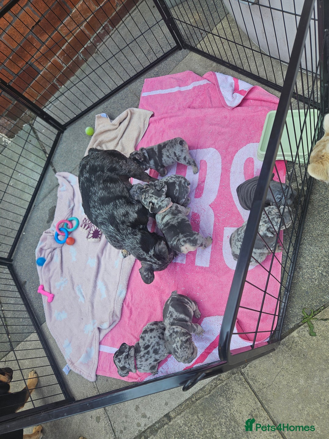 French Bulldog dogs for sale: Blue and tan merle french bulldogs - Image 8