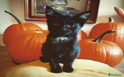 Mixed Breed cats for sale: Gorgeous black kittens - Image 1